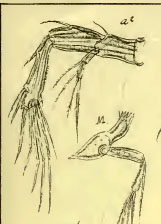 Peltidium purpureum, copepode marino